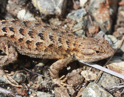 western fence lizard (Dominguez Rancho Adobe Museum) · iNaturalist