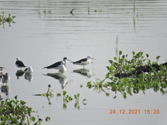 Himantopus himantopus