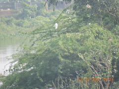 Ardea alba