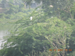 Ardea alba