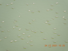 Aquarius adelaidis