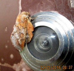 Phyllodesma japonica