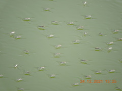 Aquarius adelaidis
