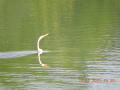 Anhinga melanogaster