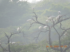 Threskiornis melanocephalus