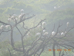 Threskiornis melanocephalus