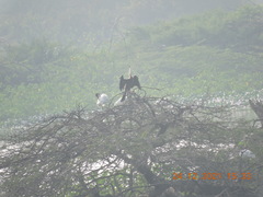 Anhinga melanogaster