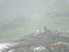 Anhinga melanogaster