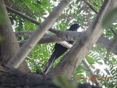 Eudynamys scolopaceus