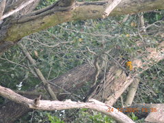 Dinopium benghalense