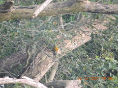 Dinopium benghalense