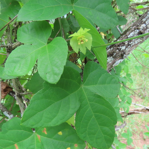 Dalechampia capensis image