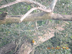 Dinopium benghalense