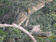 Dinopium benghalense