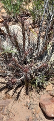 Euphorbia loricata