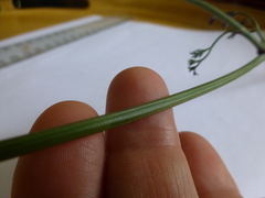 Dasispermum perennans