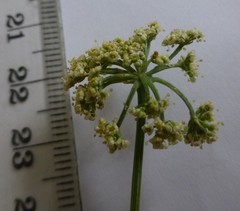 Dasispermum perennans