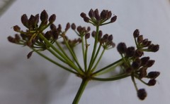 Dasispermum perennans