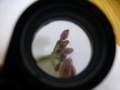 Dasispermum perennans