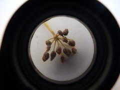 Dasispermum perennans