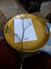 Dasispermum perennans