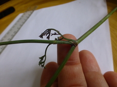 Dasispermum perennans