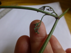 Dasispermum perennans
