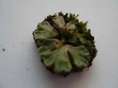 Riccia