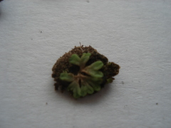 Riccia