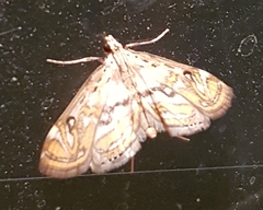 Parapoynx polydectalis