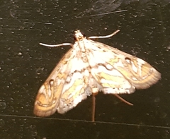 Parapoynx polydectalis