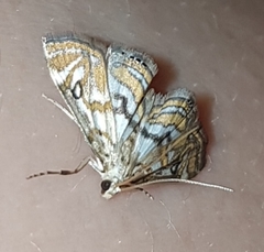 Parapoynx polydectalis