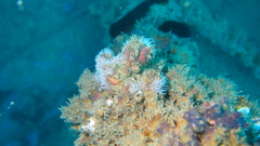 Actinothoe sphyrodeta