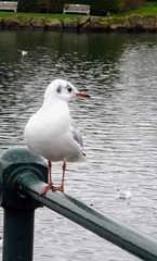 Chroicocephalus ridibundus