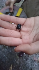 Phelotrupes formosanus