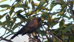 Turdus merula cabrerae