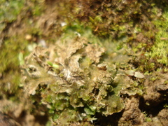 Blasia pusilla