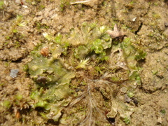 Blasia pusilla