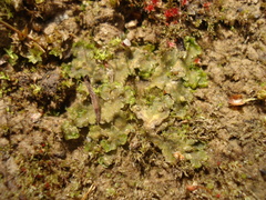 Blasia pusilla