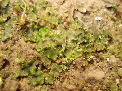 Blasia pusilla