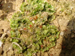 Blasia pusilla