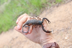 Hadogenes granulatus