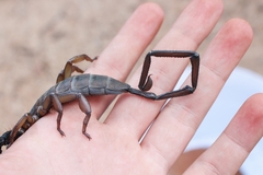 Hadogenes granulatus