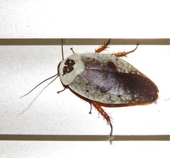Gyna caffrorum