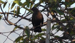 Turdus merula cabrerae