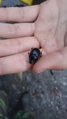 Phelotrupes formosanus