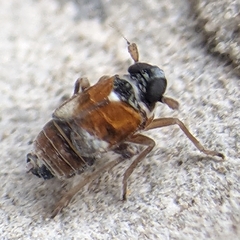 Flavoclypeus andromedus