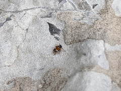 Flavoclypeus andromedus