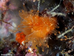 Caryophyllia smithii