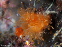 Caryophyllia smithii